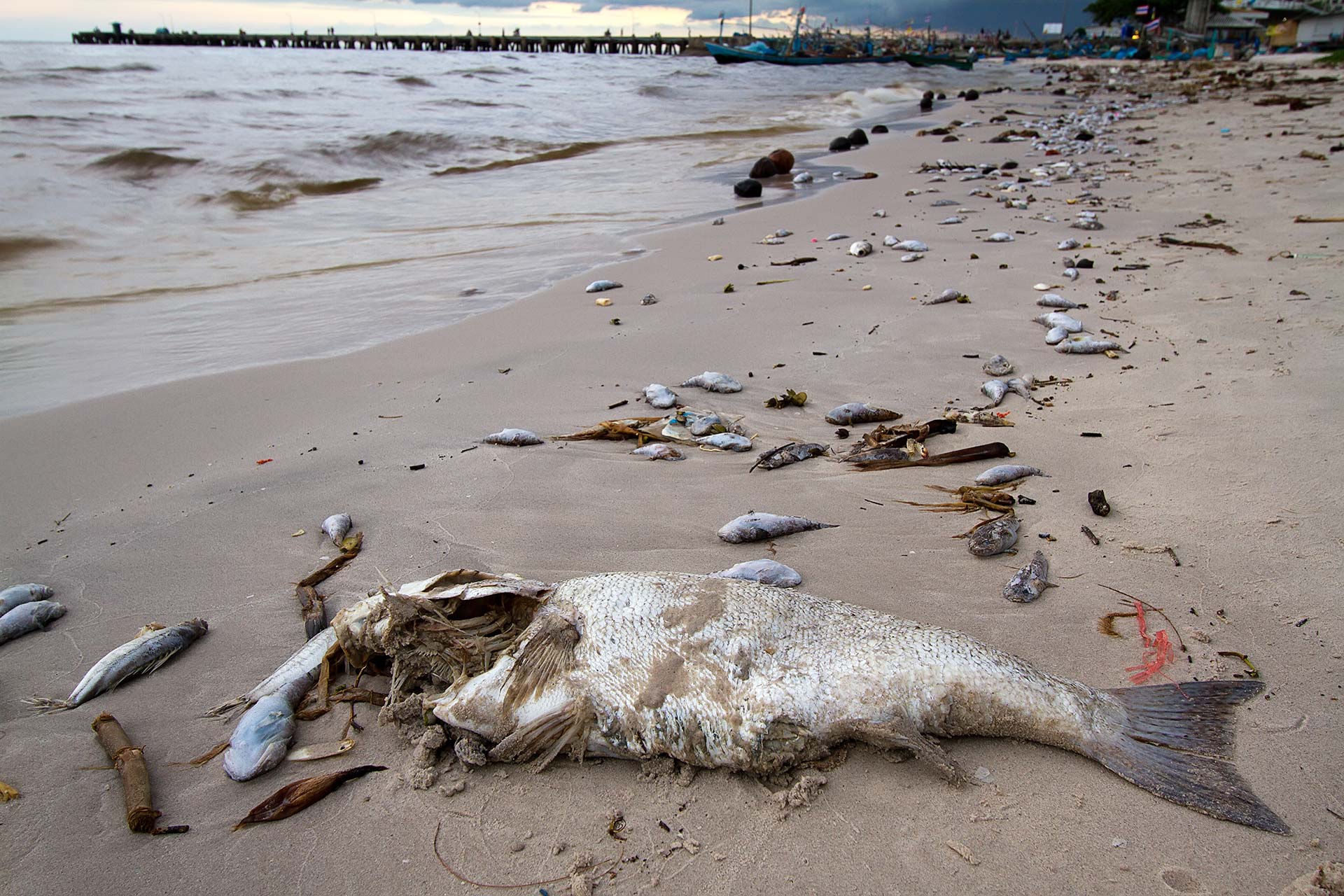 Døde fisk på stranden i Hà Tĩnh , Vietnam. I bakgrunnen ligger flere fiskebåter ved en molo.