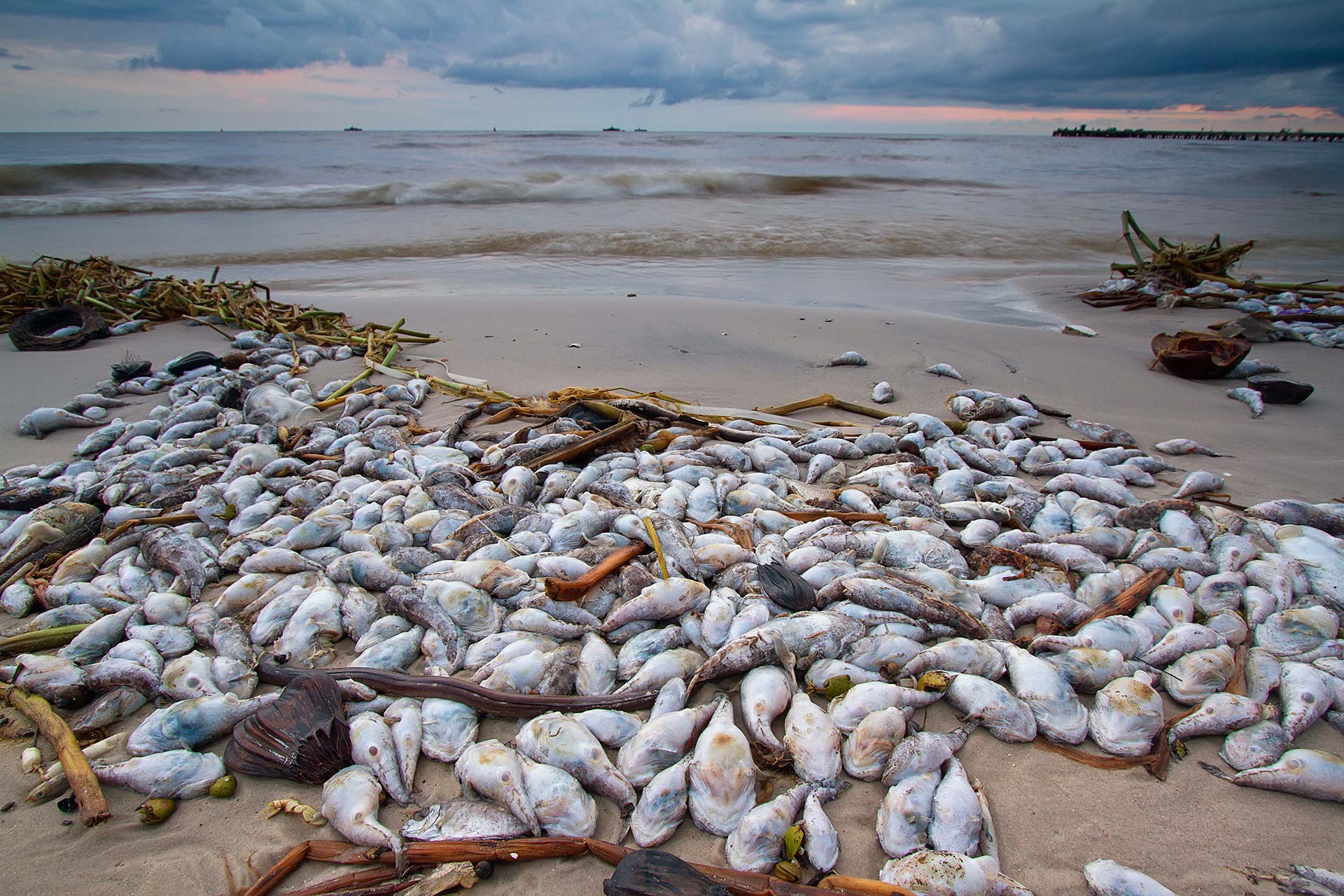 Døde fisk på stranden i Hà Tĩnh, Vietnam